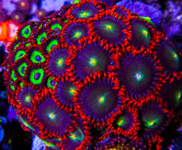 Ultra Zoa Mix.JPG