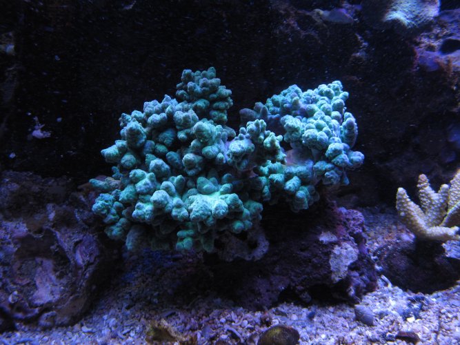 New coral.JPG