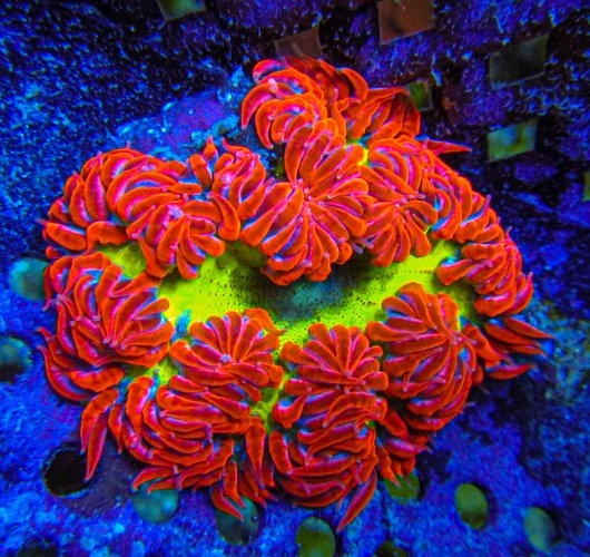 Ultra Rock Flower anemones 2732.JPG