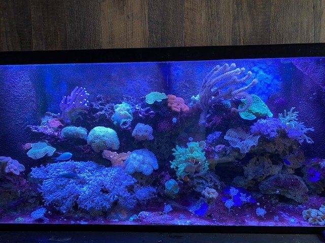 TankPic2.jpg TankPic2.jpg