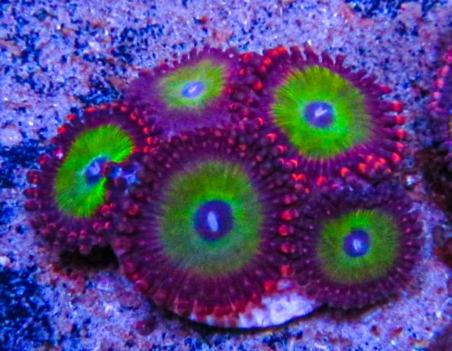 UC Candy Apple Zoa_3144.JPG