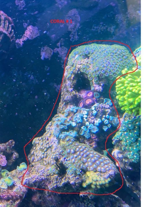 ZOAS 1.jpg