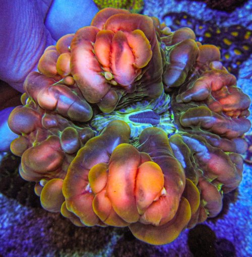 UC jigglypuff Cynarinia_3182.JPG UC jigglypuff Cynarinia_3182.JPG