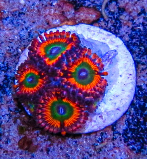 UC Poinsettia Zoa_3142.JPG UC Poinsettia Zoa_3142.JPG