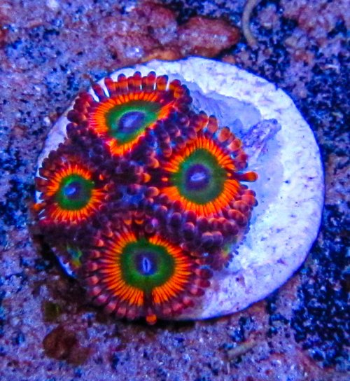 UC Poinsettia Zoa_3142.JPG