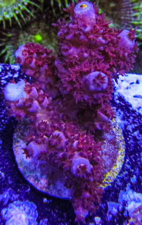 Ultra Acro_3219.JPG Ultra Acro_3219.JPG