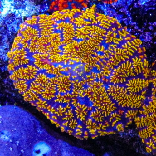 UC Akima Mushroom_3201.JPG UC Akima Mushroom_3201.JPG