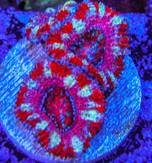 Ultra Acan_3187.JPG Ultra Acan_3187.JPG