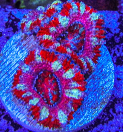 Ultra Acan_3187.JPG