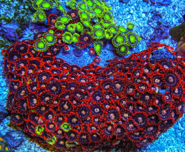 XLG Ultra Zoa Colony_3372.JPG XLG Ultra Zoa Colony_3372.JPG
