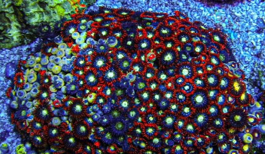 XLG Ultra Zoa Colony_3374.JPG XLG Ultra Zoa Colony_3374.JPG