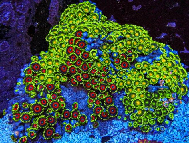 XLG Ultra Zoa Colony_3382.JPG XLG Ultra Zoa Colony_3382.JPG