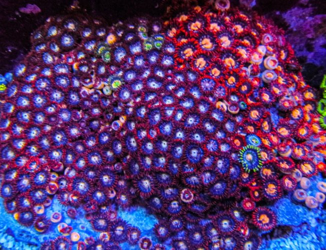 XLG Ultra Zoa Colony_3383.JPG XLG Ultra Zoa Colony_3383.JPG