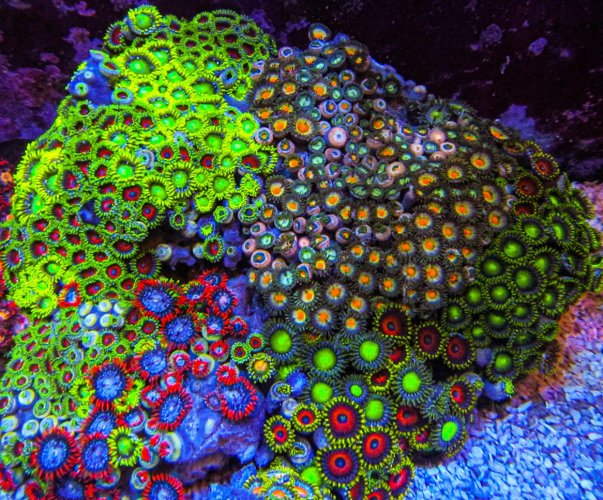 XLG Ultra Zoa Colony_3384.JPG XLG Ultra Zoa Colony_3384.JPG