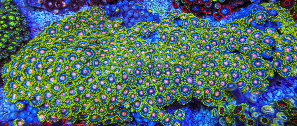 XLG Ultra Zoa Colony_3385.JPG XLG Ultra Zoa Colony_3385.JPG