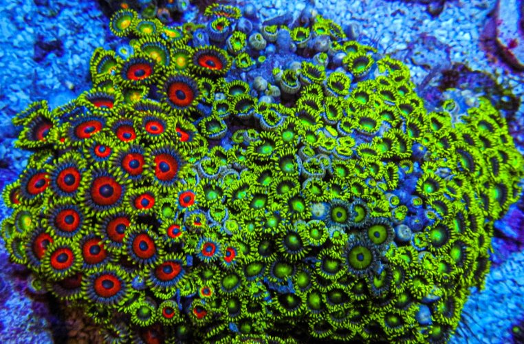 XLG Ultra Zoa Colony_3386.JPG XLG Ultra Zoa Colony_3386.JPG