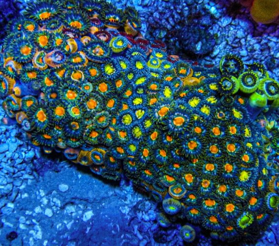 XLG Ultra Zoa Colony_3387.JPG XLG Ultra Zoa Colony_3387.JPG