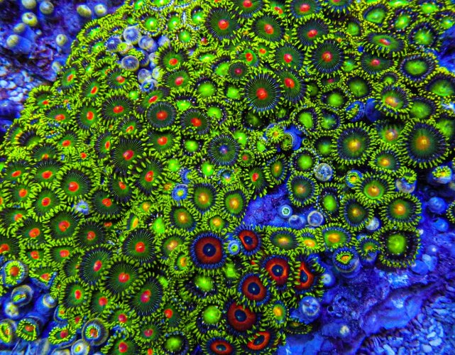XLG Ultra Zoa Colony_3388.JPG XLG Ultra Zoa Colony_3388.JPG