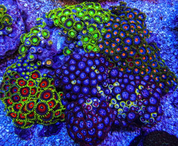 XLG Ultra Zoa Colony_3389.JPG XLG Ultra Zoa Colony_3389.JPG