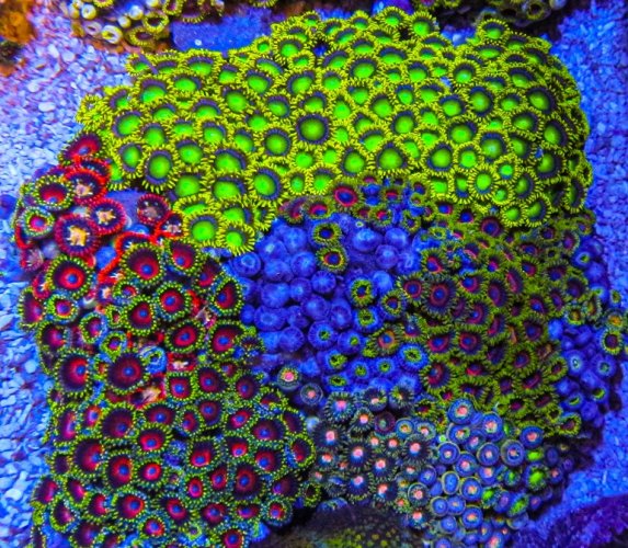 XLG Ultra Zoa Colony_3390.JPG XLG Ultra Zoa Colony_3390.JPG