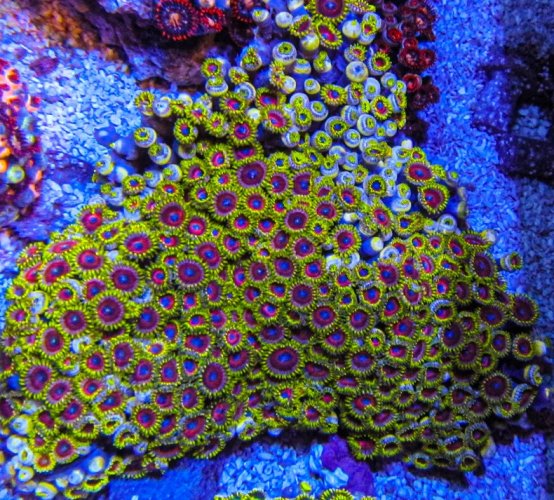 XLG Ultra Zoa Colony_3391.JPG XLG Ultra Zoa Colony_3391.JPG
