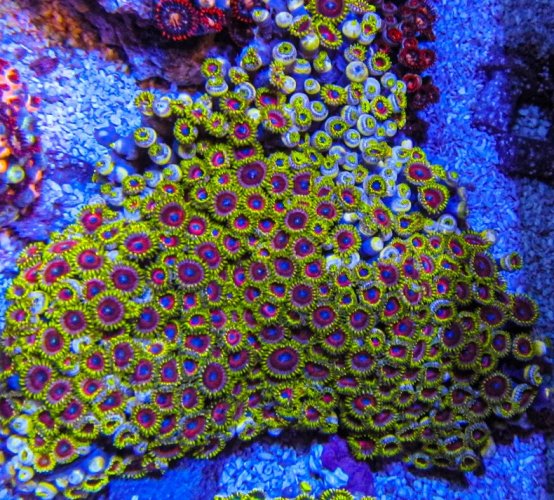 XLG Ultra Zoa Colony_3391.JPG