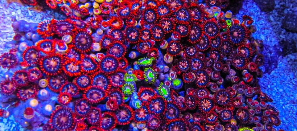 XLG Ultra Zoa Colony_3394.JPG