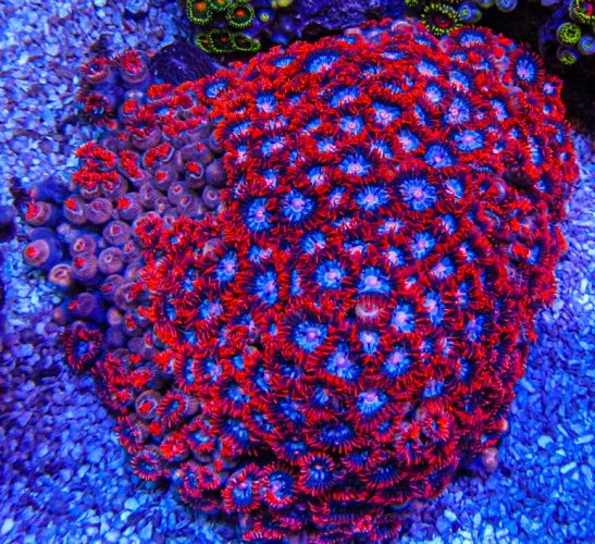 XLG Ultra Zoa Colony_3395.JPG