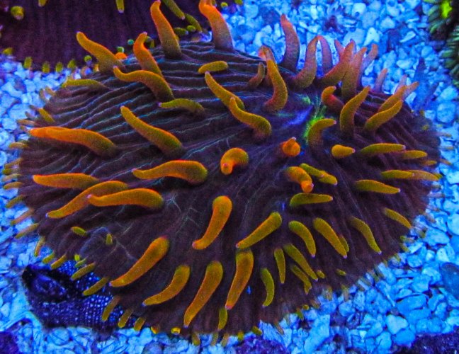 UC Rainbow Unicorn Diaseris Plate_3377.JPG UC Rainbow Unicorn Diaseris Plate_3377.JPG