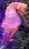 seahorse.jpg seahorse.jpg