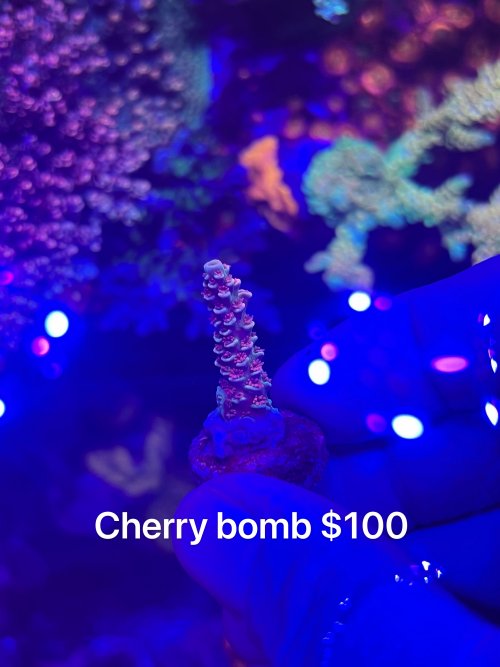 382DAA19-F487-4BE3-8298-F8DA7D7E0664.jpeg