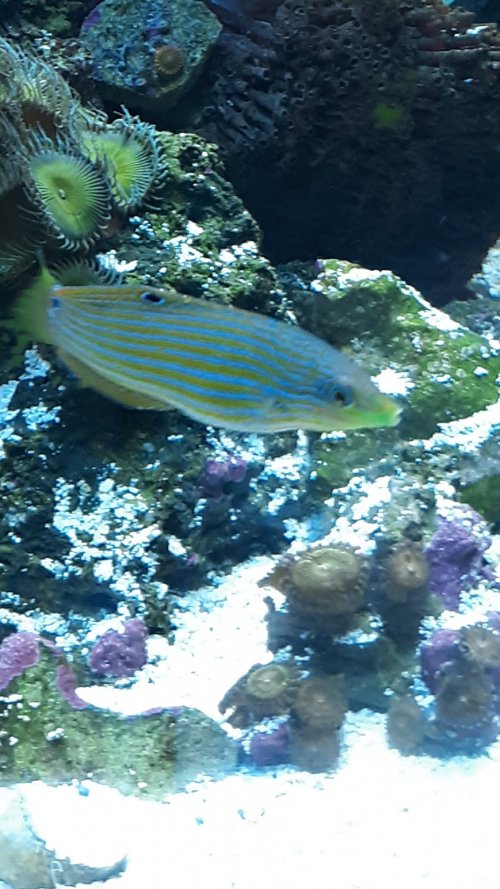 mwrasse2.jpg