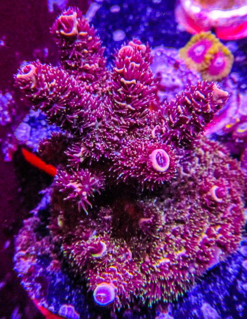 Ultra Acro-150.JPG Ultra Acro-150.JPG
