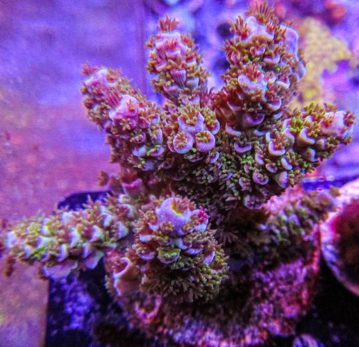 Ultra Acro-155.JPG Ultra Acro-155.JPG