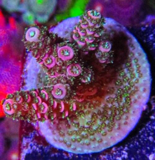Ultra Acro-162.JPG Ultra Acro-162.JPG