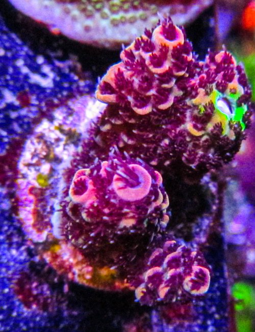Ultra Acro-176.JPG Ultra Acro-176.JPG