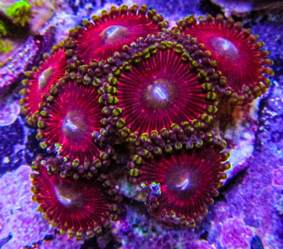 UC Eye of Madness Zoa_3742.JPG