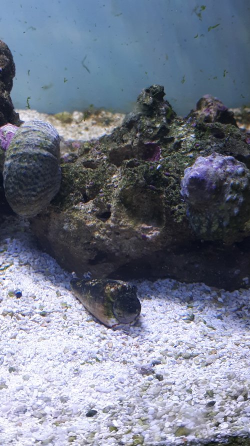 snails1.jpg