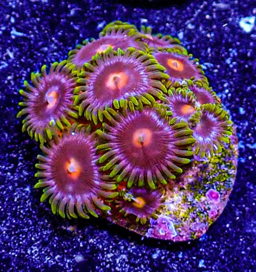 Ultra Zoa 11.JPG