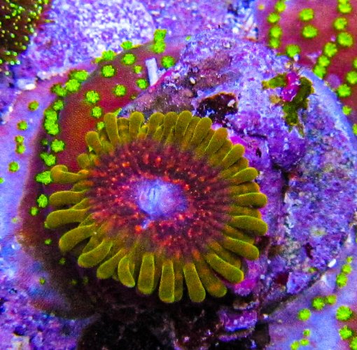 Predator Zoa_3733.JPG