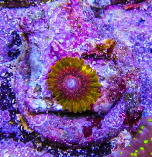 Predator Zoa_3734.JPG