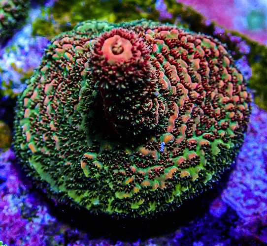 Ultra Acro-165.JPG Ultra Acro-165.JPG