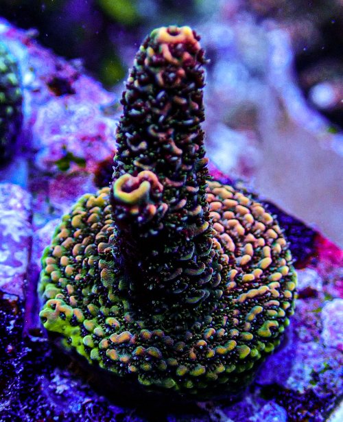 Ultra Acro-172.JPG Ultra Acro-172.JPG