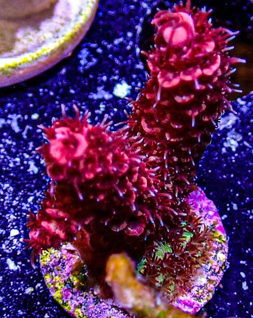 Ultra Acro-216.JPG Ultra Acro-216.JPG