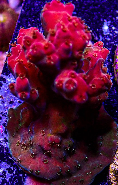 Ultra Acro-223.JPG Ultra Acro-223.JPG