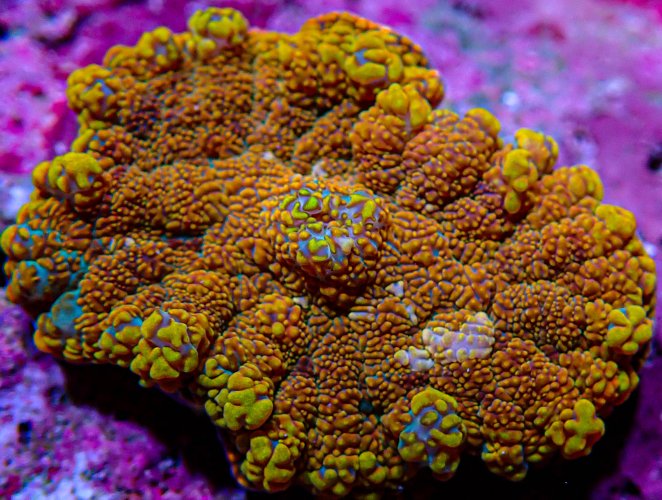 UC Gold Crane Bounce Mushroom-253.JPG UC Gold Crane Bounce Mushroom-253.JPG