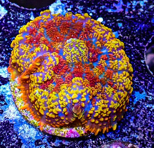 UC jugspitter mushroom-251.JPG UC jugspitter mushroom-251.JPG