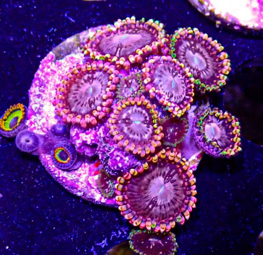 RR Koala Eye Zoa Colony.JPG RR Koala Eye Zoa Colony.JPG