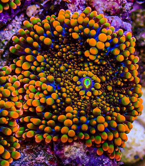 UC Iceman Yuma -178.JPG UC Iceman Yuma -178.JPG
