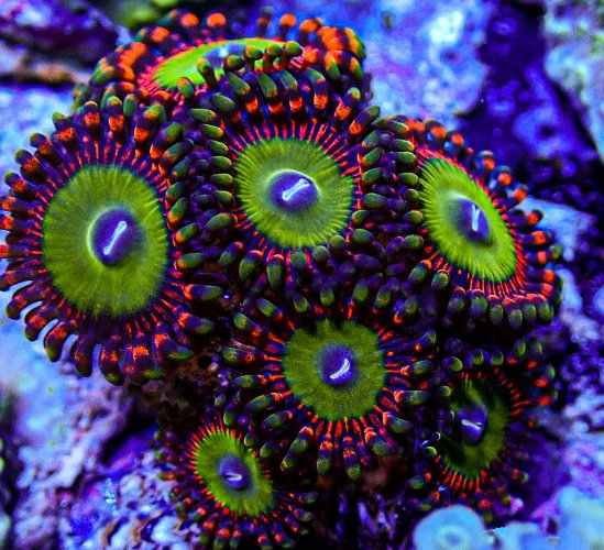 UC Ultra Candy Apple Zoas-213.JPG UC Ultra Candy Apple Zoas-213.JPG